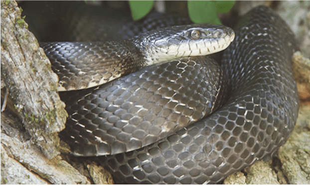 Eastern Rat Snake also known as Black Rat Snake curled up.